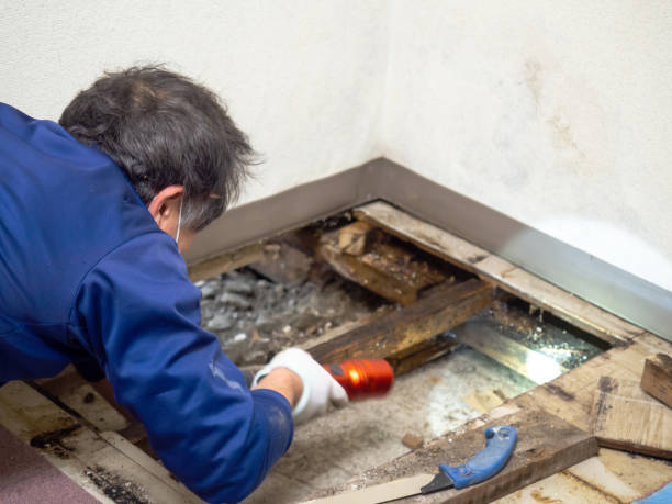 Best Insurance-Related Mold Remediation in Oxnard, CA