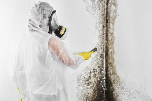 Best Residential Mold Remediation in Oxnard, CA