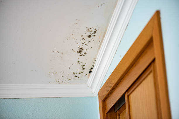 Best Industrial Mold Remediation in Oxnard, CA