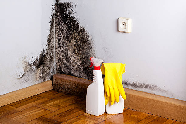 Best Crawl Space Mold Remediation in Oxnard, CA