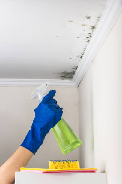 Best Commercial Mold Remediation in Oxnard, CA