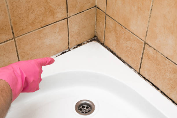 Best Bathroom Mold Remediation in Oxnard, CA